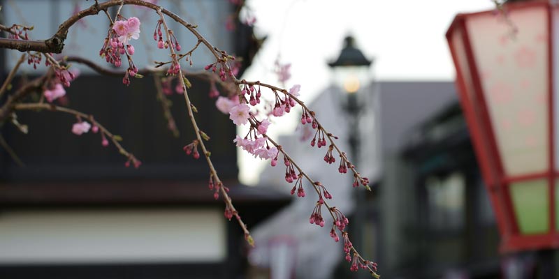 にし茶屋街の八重紅枝垂れ桜