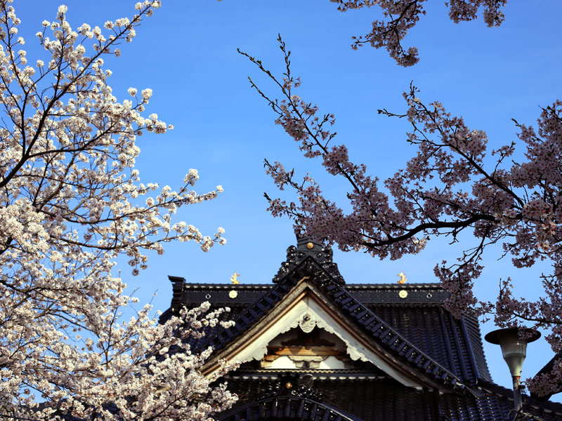 高皇産霊神社(石川県野々市市)の桜