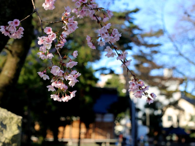泉野菅原神社の寒桜と拝殿（金沢市野町）