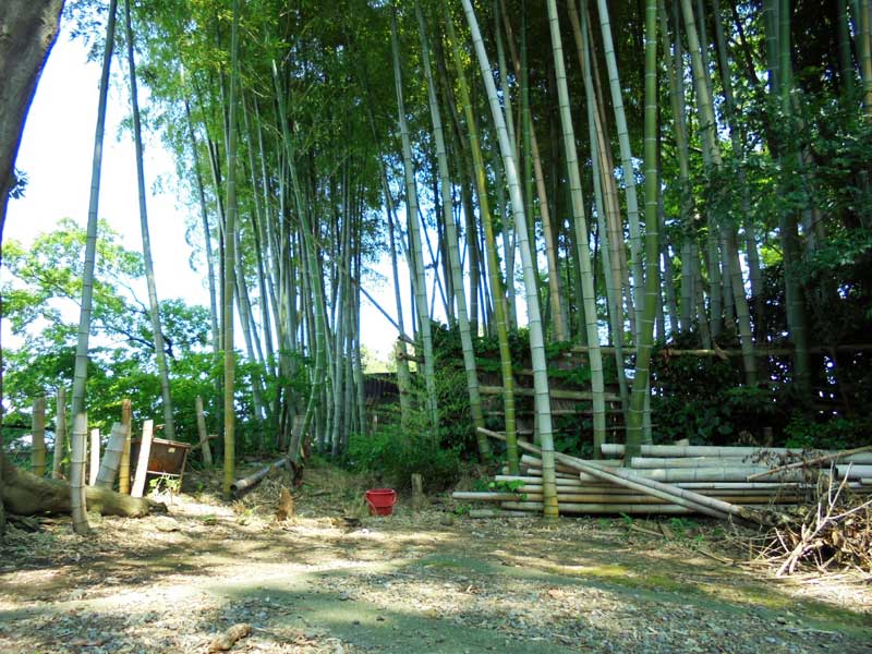長久寺境内裏の竹林