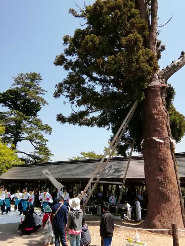 吉備津彦神社 岡山市保存樹 スギ